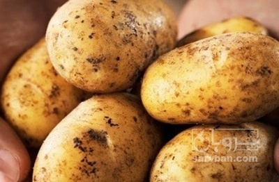 فروش سیب زمینی