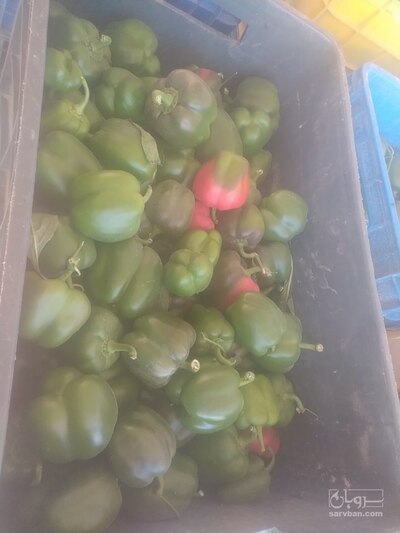 فروش فلفل دلمه ای