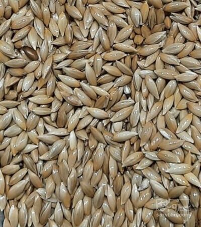 فروش  کتان سفید