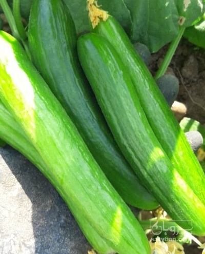 فروش خیار سبز هوای ازاد
