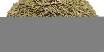 فروش زیره سبز