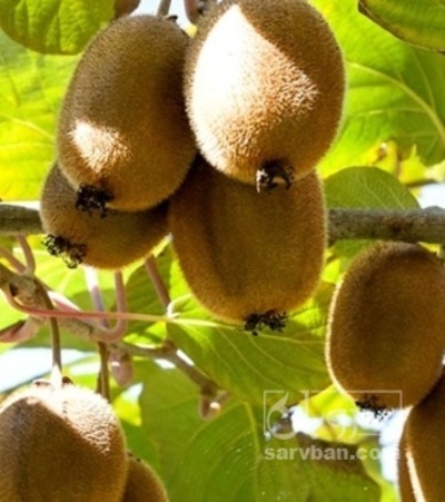 فروش کیوی سردرختی