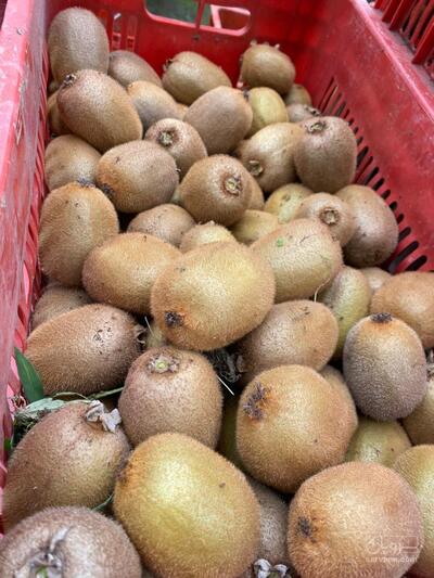 فروش کیوی  سردرختی تو سرخ