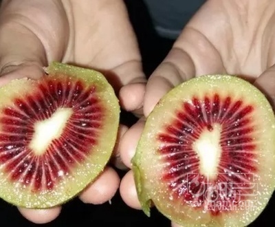 فروش کیوی تو سرخ سردرختی