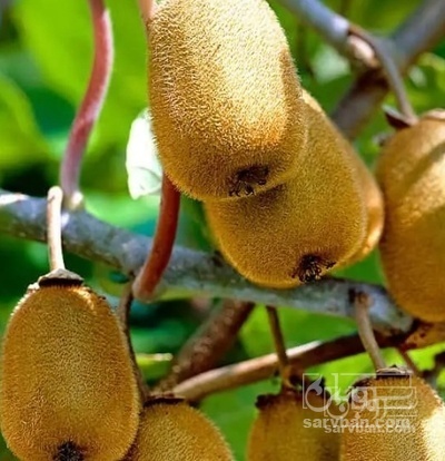 فروش کیوی سردرختی