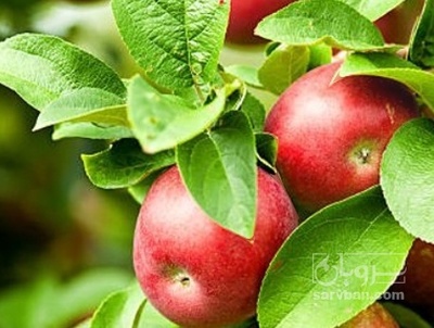 فروش سیب عروس نوبرانه