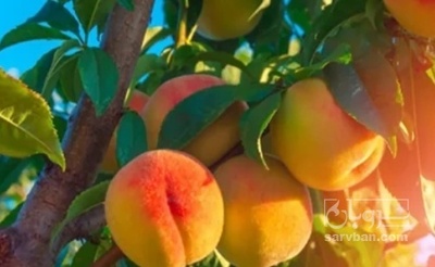 فروش هلو زعفرانی