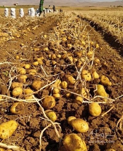 فروش سیب زمینی بامبا