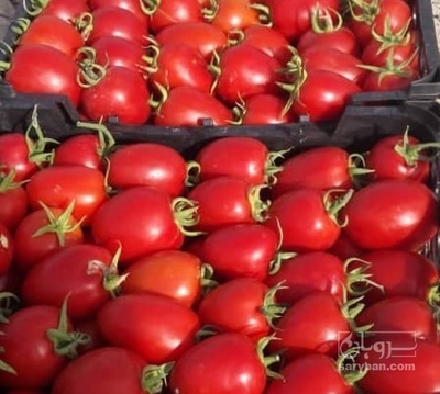 فروش گوجه فرنگی8320