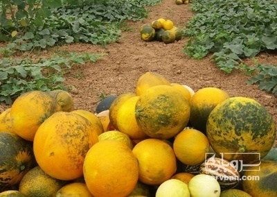 فروش خربزه محلی