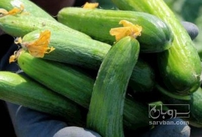 فروش خیار محلی