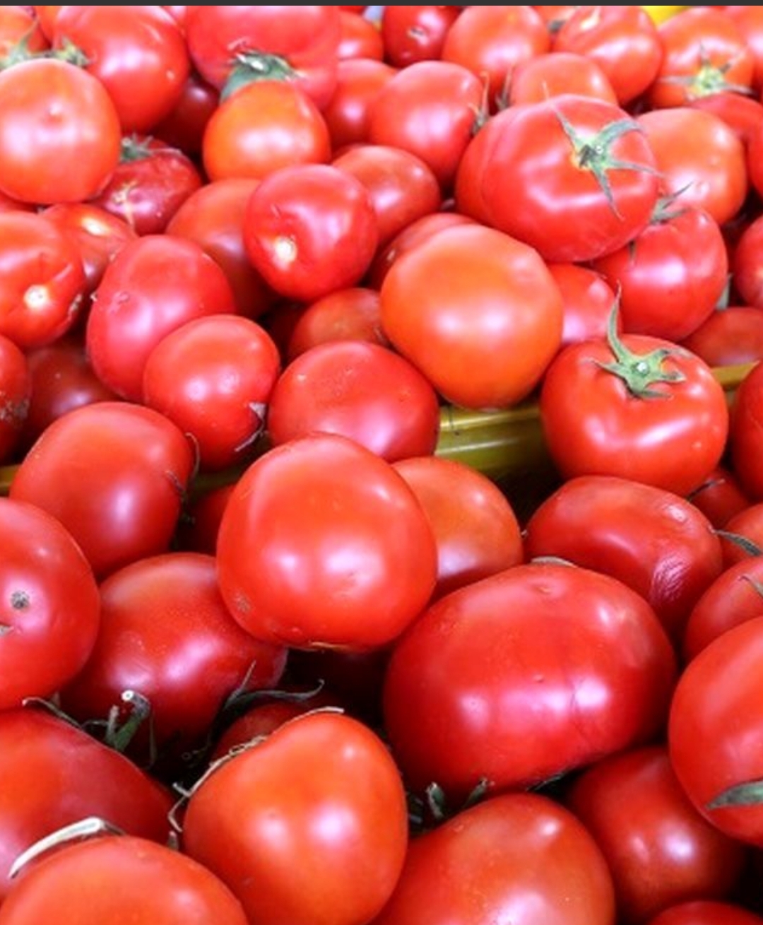 فروش گوجه فرنگی