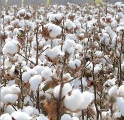 فروش پنبه