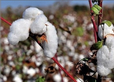 فروش پنبه