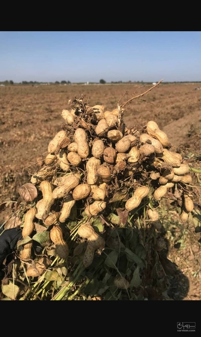 فروش بادام زمینی