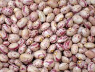 فروش لوبیا چیتی