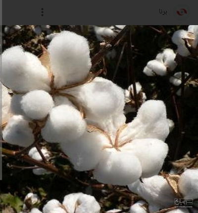 فروش پنبه