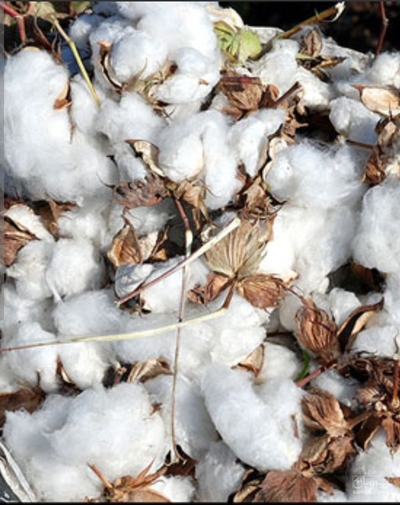 فروش پنبه