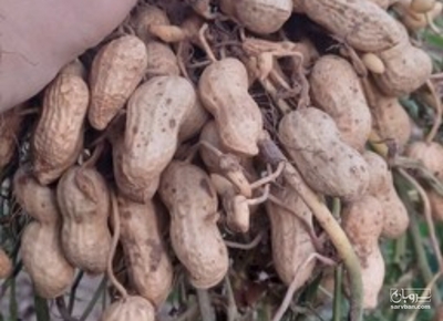 فروش بادام زمینی