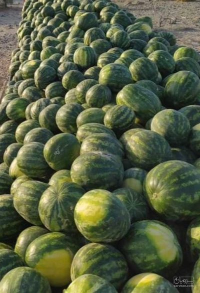 فروش هندوانه