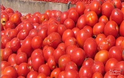 فروش گوجه فرنگی