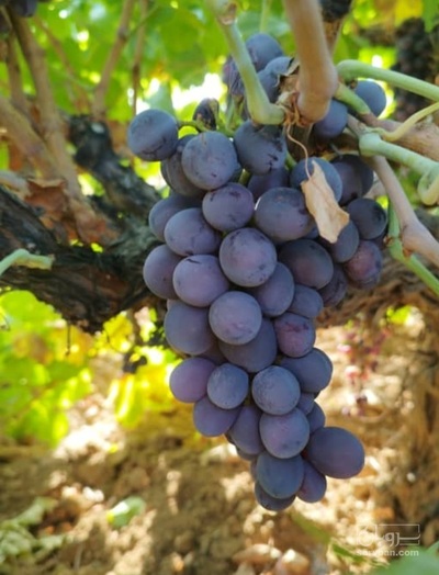 فروش انگور سیاه
