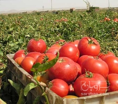 فروش گوجه فرنگی هوای ازاد