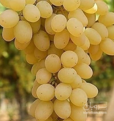 فروش انگوربی دانه