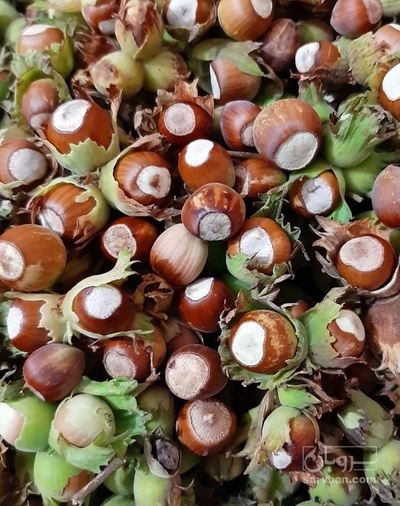 فروش فندق جنگلی ارگانیک تر