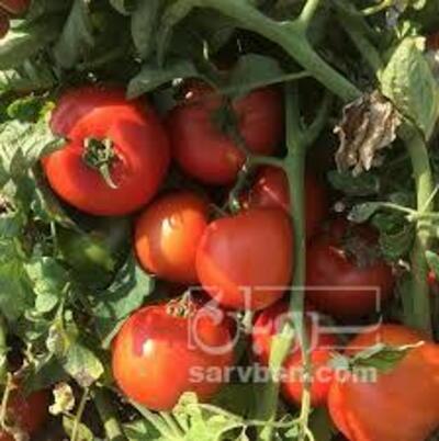 فروش گوجه فرنگی