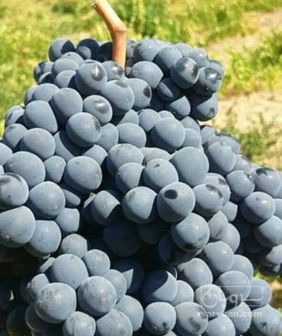 فروش انگور شیرازی