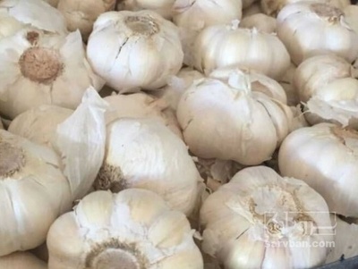 فروش سیر سورت شده