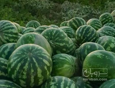 فروش هندوانه گرد