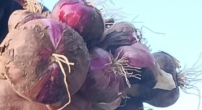 فروش پیاز قرمز