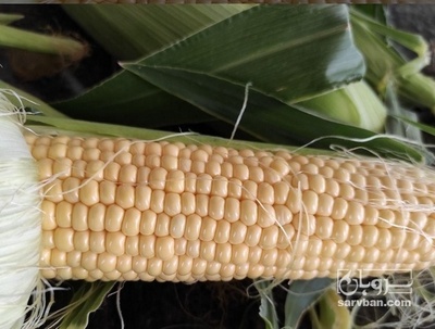 فروش ذرت مکزیکی