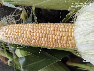 فروش ذرت مکزیکی