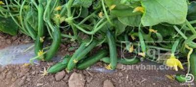 فروش خیارزمینی