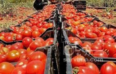 فروش گوجه فرنگی