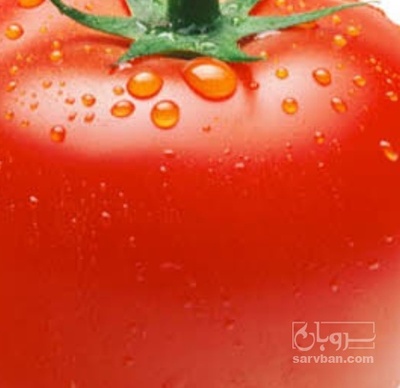 فروش گوجه فرنگی