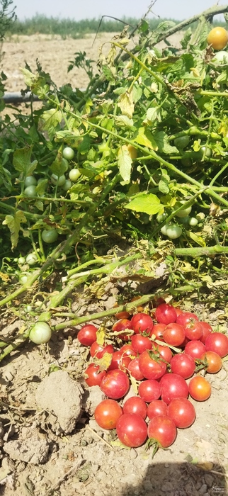 فروش گوجه فرنگی گیلاسی