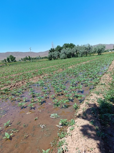 فروش آفتابگردان