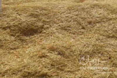 فروش کاه و کلش گندم