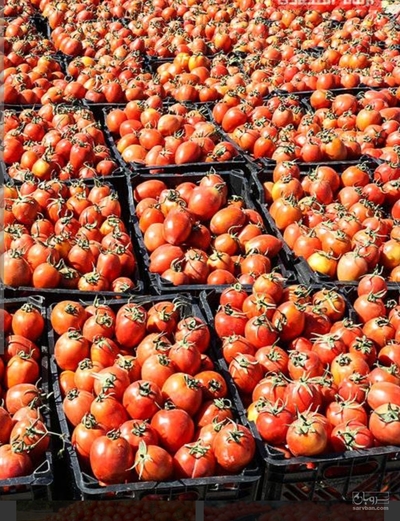 فروش گوجه فرنگی