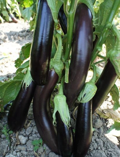 فروش بادمجان