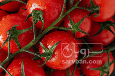 فروش گوجه فرنگی