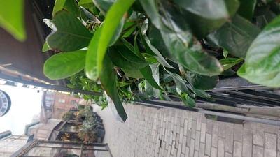 فروش آلوئه ورا