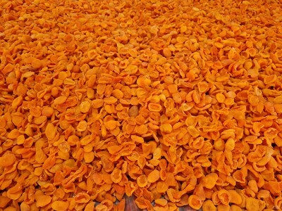 فروش زردآلو