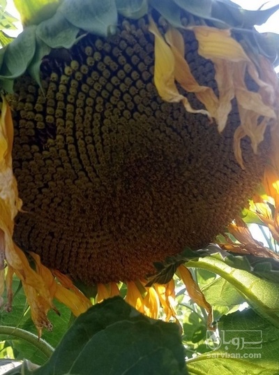 فروش آفتابگردان