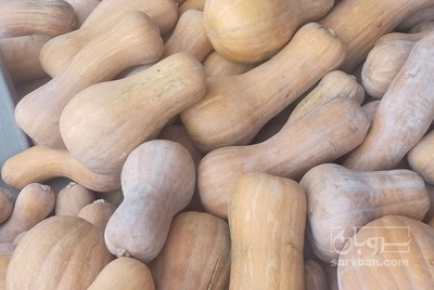 فروش کدو حلوایی