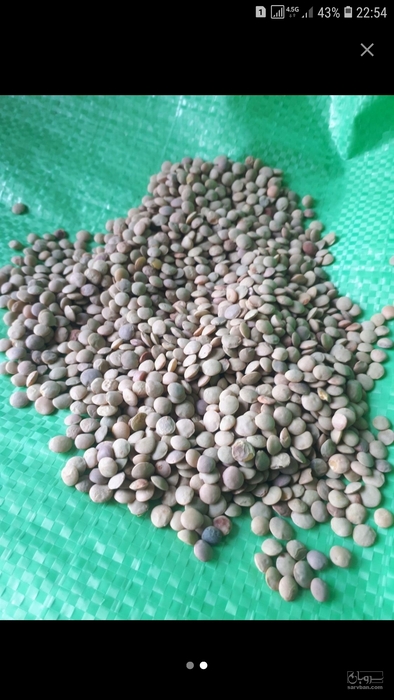 فروش عدس